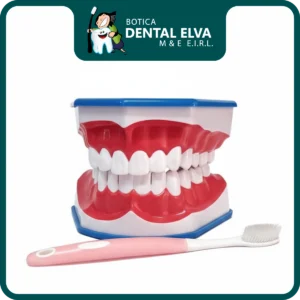 Tipodon para cepillado